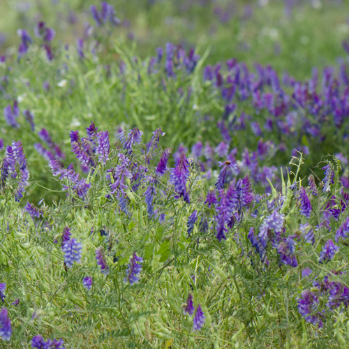 紫花苜蓿3.jpg
