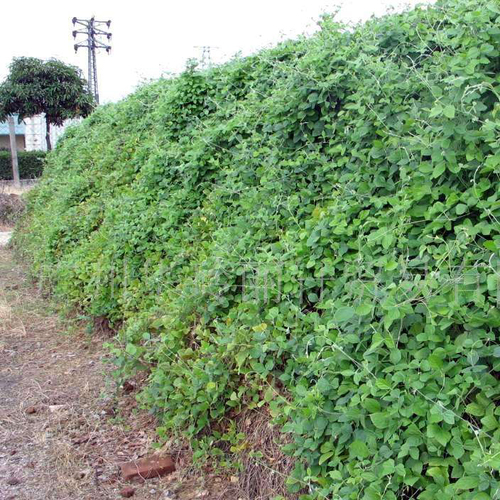 大翼豆2.jpg