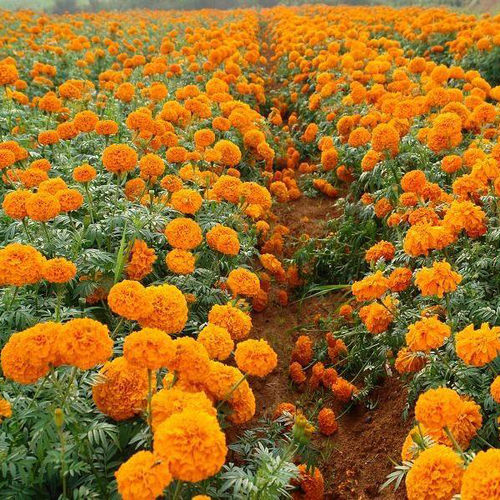 金盏菊1.jpg